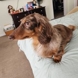 Entry image for Roman