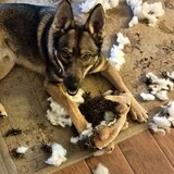 Entry image for Waylon