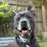 Entry image for Homer