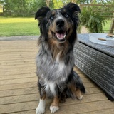 Entry image for Olivee