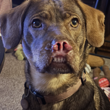 Entry image for Harvey 