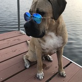 Entry image for Baloo