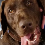 Entry image for Calypso 