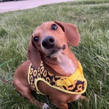 Entry image for Penny 