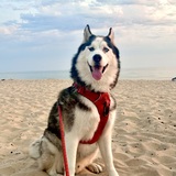 Entry image for Oberon