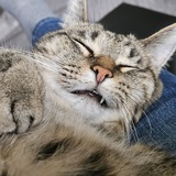 Entry image for Cashew