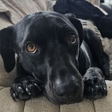 Entry image for HARLEY