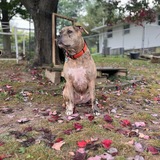 Entry image for Thor