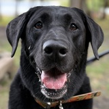 Entry image for Sage