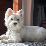 Entry image for Macaroon