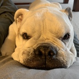 Entry image for Bogey