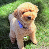 Entry image for Bowie