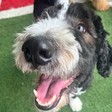 Entry image for Murphy (The Murph)