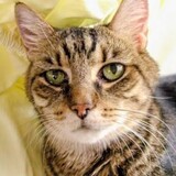 Entry image for Tiggerr-Too