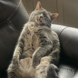 Entry image for Hamilton