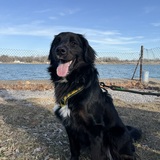 Entry image for Wilfred