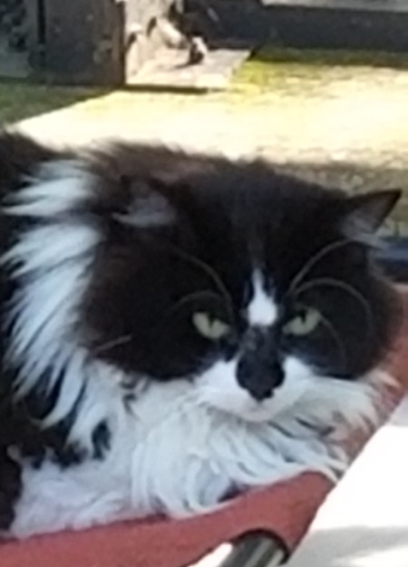 Entry image for Clementine. Clicking this image will show a larger photo