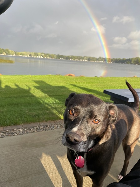 Entry image for Bailey. Clicking this image will show a larger photo