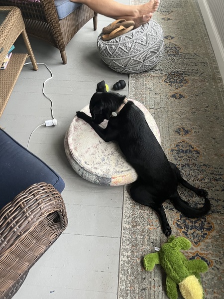 Entry image for Josie. Clicking this image will show a larger photo