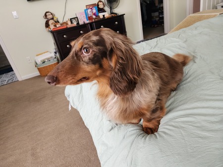 Entry image for Roman. Clicking this image will show a larger photo