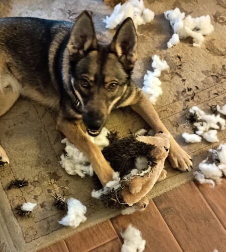 Entry image for Waylon. Clicking this image will show a larger photo