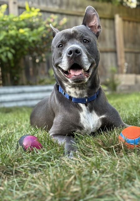 Entry image for Homer. Clicking this image will show a larger photo