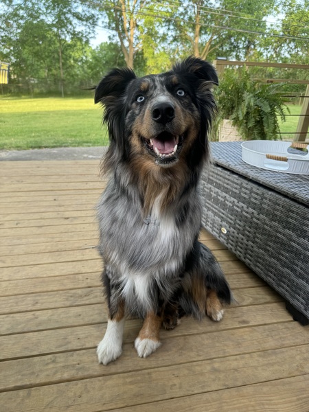 Entry image for Olivee. Clicking this image will show a larger photo