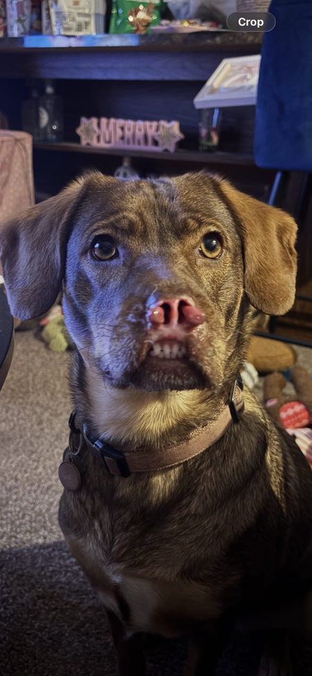 Entry image for Harvey . Clicking this image will show a larger photo