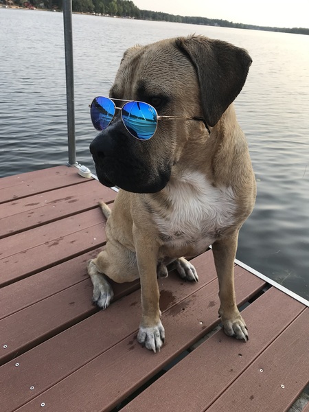 Entry image for Baloo. Clicking this image will show a larger photo