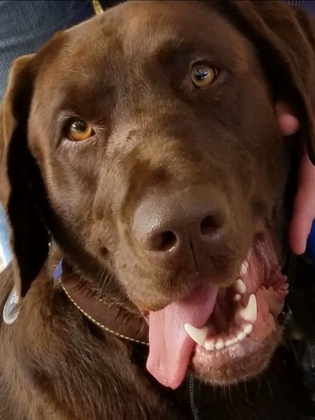 Entry image for Calypso . Clicking this image will show a larger photo