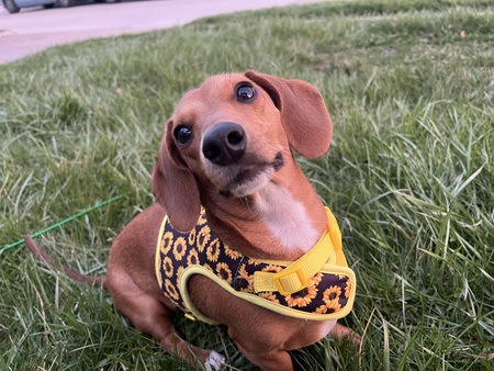 Entry image for Penny . Clicking this image will show a larger photo