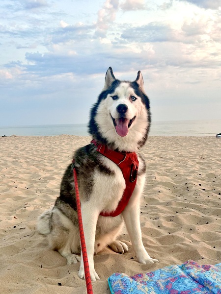 Entry image for Oberon. Clicking this image will show a larger photo