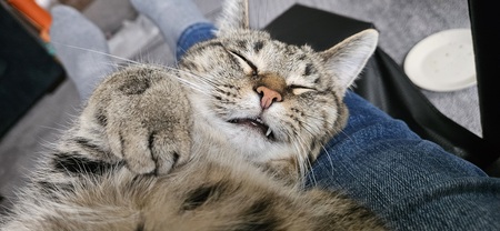 Entry image for Cashew. Clicking this image will show a larger photo