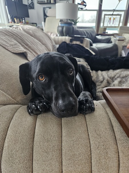 Entry image for HARLEY. Clicking this image will show a larger photo