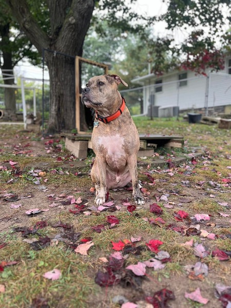 Entry image for Thor. Clicking this image will show a larger photo