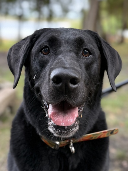 Entry image for Sage. Clicking this image will show a larger photo