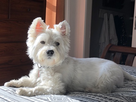 Entry image for Macaroon. Clicking this image will show a larger photo