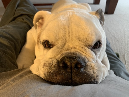 Entry image for Bogey. Clicking this image will show a larger photo