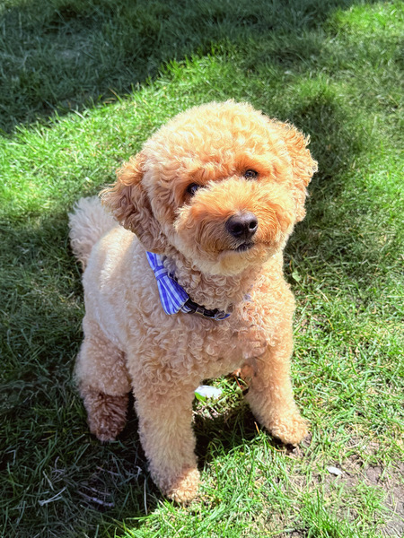 Entry image for Bowie. Clicking this image will show a larger photo