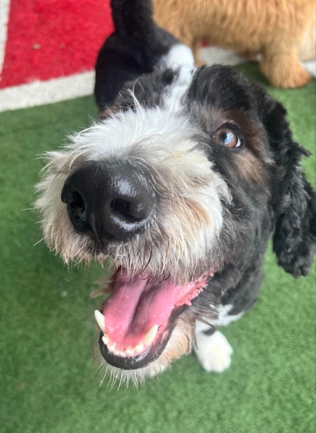 Entry image for Murphy (The Murph). Clicking this image will show a larger photo