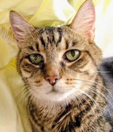 Entry image for Tiggerr-Too. Clicking this image will show a larger photo