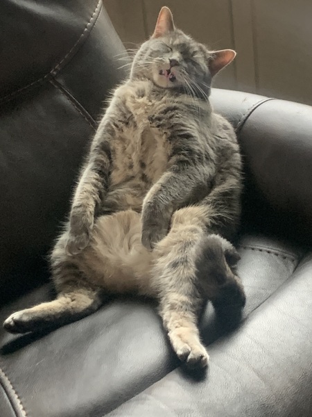 Entry image for Hamilton. Clicking this image will show a larger photo