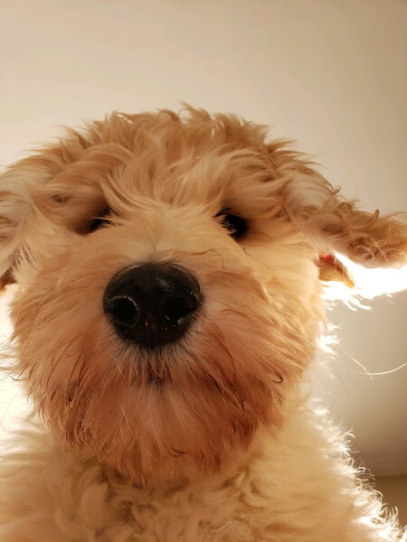 Entry image for Ellie. Clicking this image will show a larger photo