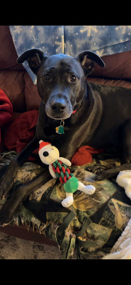 Entry image for Lucy. Clicking this image will show a larger photo