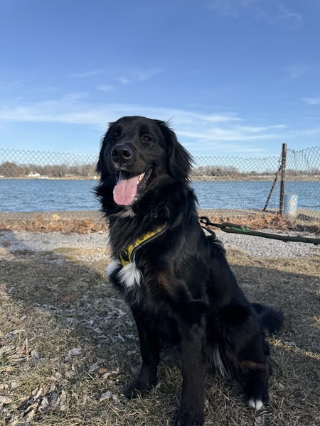 Entry image for Wilfred. Clicking this image will show a larger photo