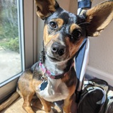 Entry image for Olive