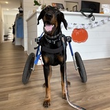 Entry image for Ralphiie 