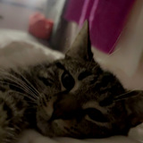 Entry image for Peaches