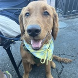 Entry image for Finn