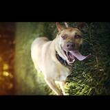 Entry image for Sadie